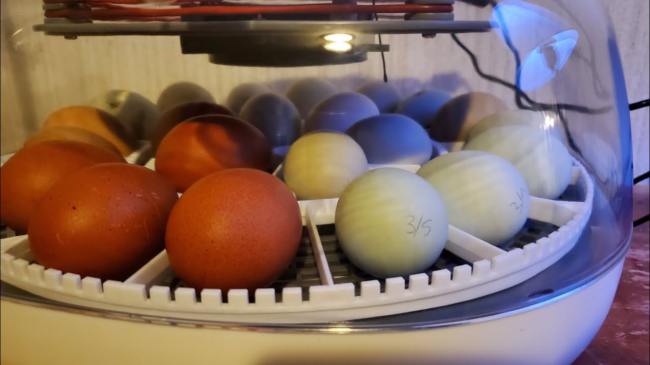 Our First Time Hatching Eggs in the Nurture Right 360!! - Getting the Eggs Loaded!
