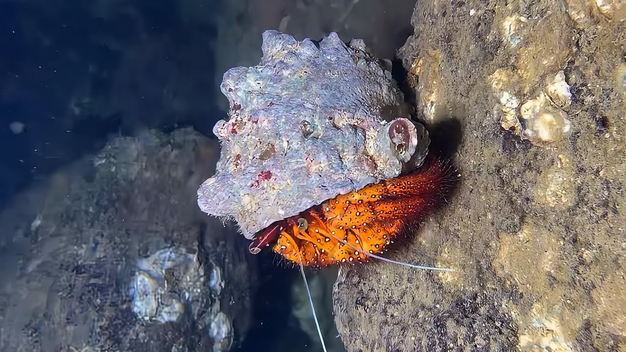 Diving to catch seafood, are there any creatures you like?  RQ078  #seafood  #crab #fishing