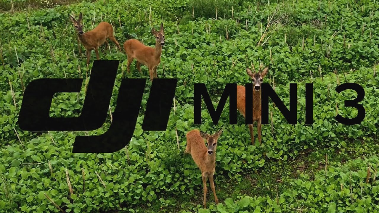 Tracking deer with the DJI Mavic Mini 3 drone. Feel free to watch!