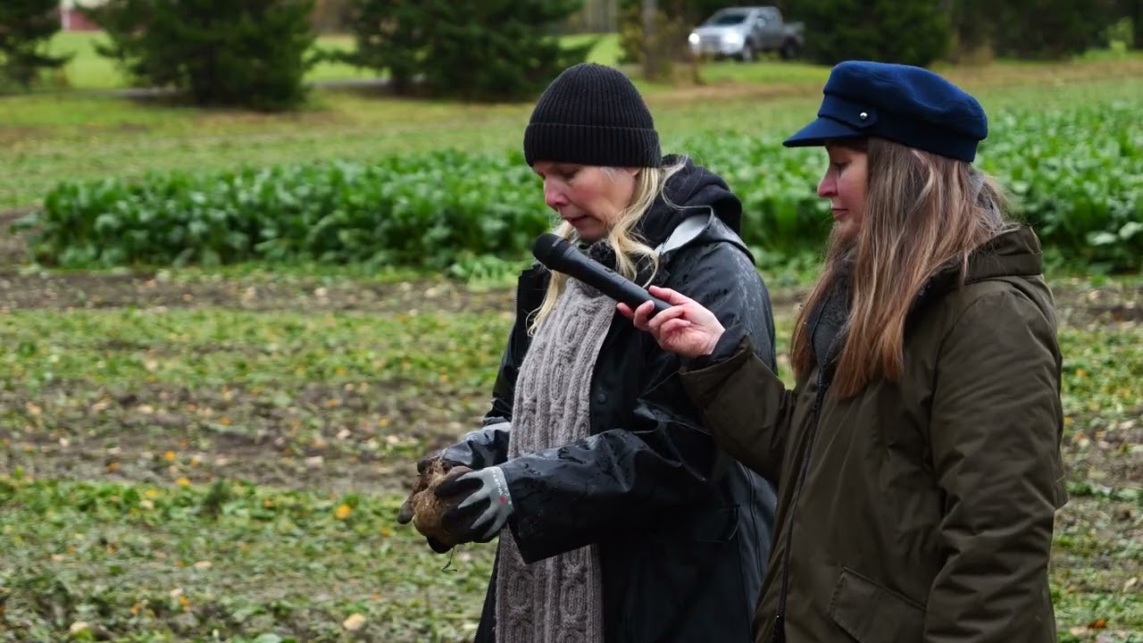 S. Muurinen, SjT: Sairaat, jäätyneet & alilistityt juurikkaat aumassa & S. Pulkkinen: Aumapeitteet
