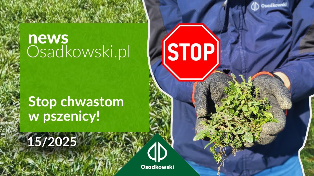 Chwasty w zbożach - rozwój i kompleksowe zwalczanie