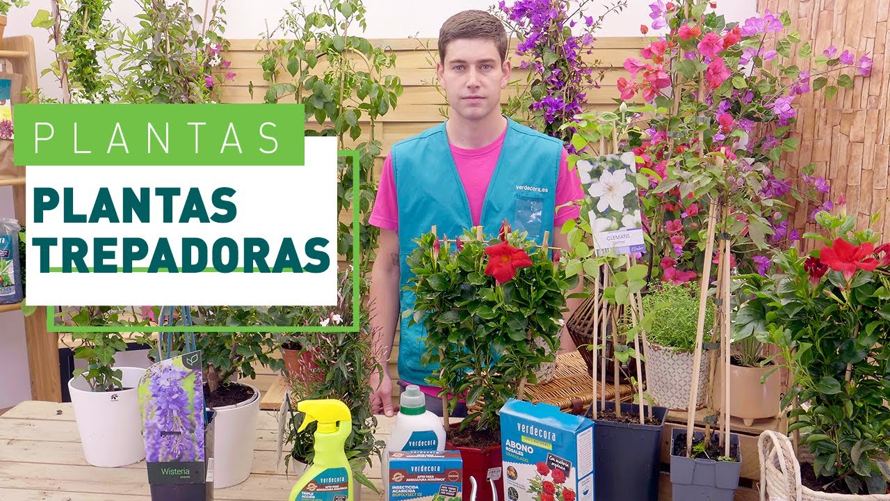 10 plantas trepadoras para la terraza o jardín | Plantas en VERDECORA
