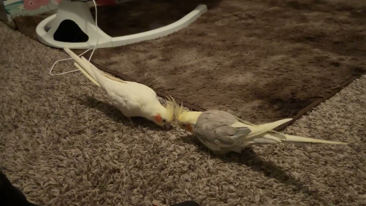 Pikachu bird adventure part 45