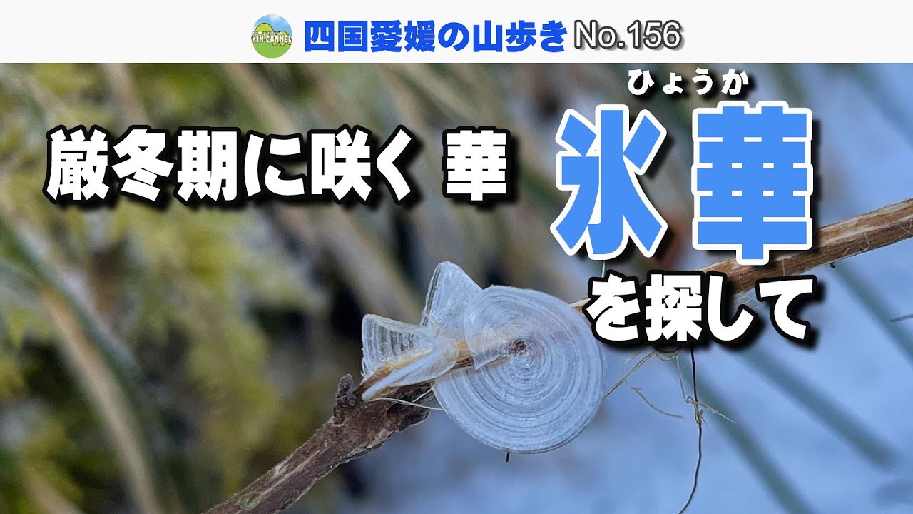 厳冬期に咲く華　氷華を探して【20260112】