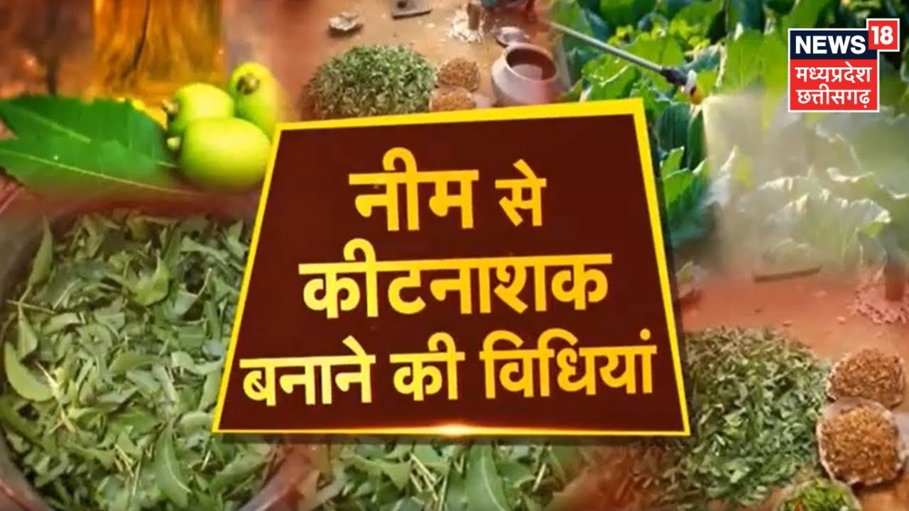 Annadata | जानिए Neem से कीटनाशक बनाने की विधियां । Farming । Latest Hindi News