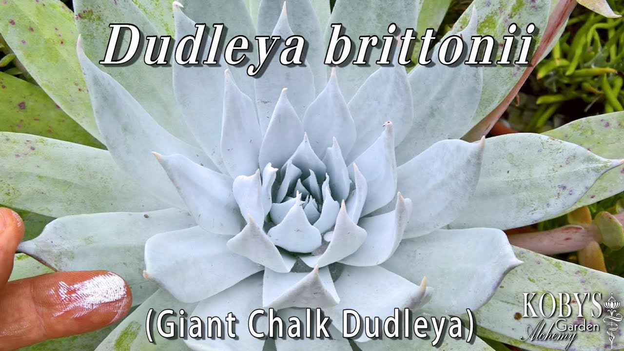 Dudleya brittonii, (Giant Chalk Dudleya).