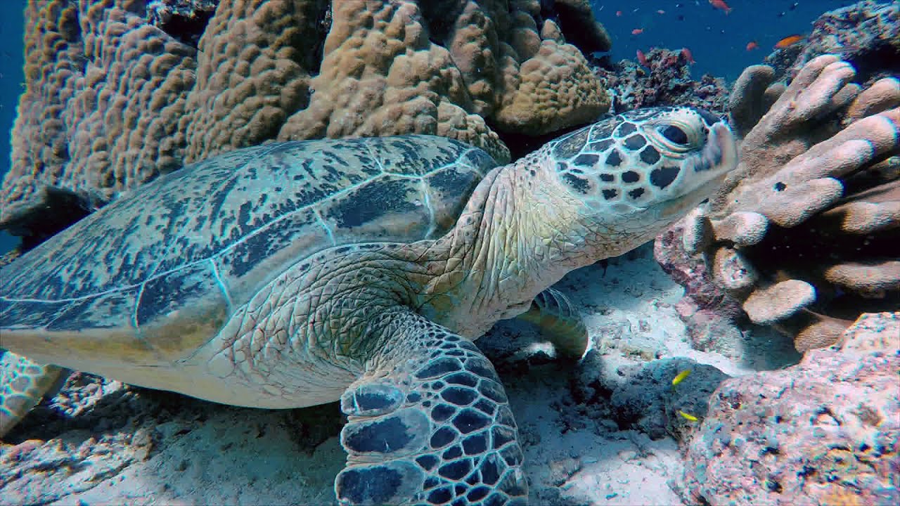 Green Sea Turtle