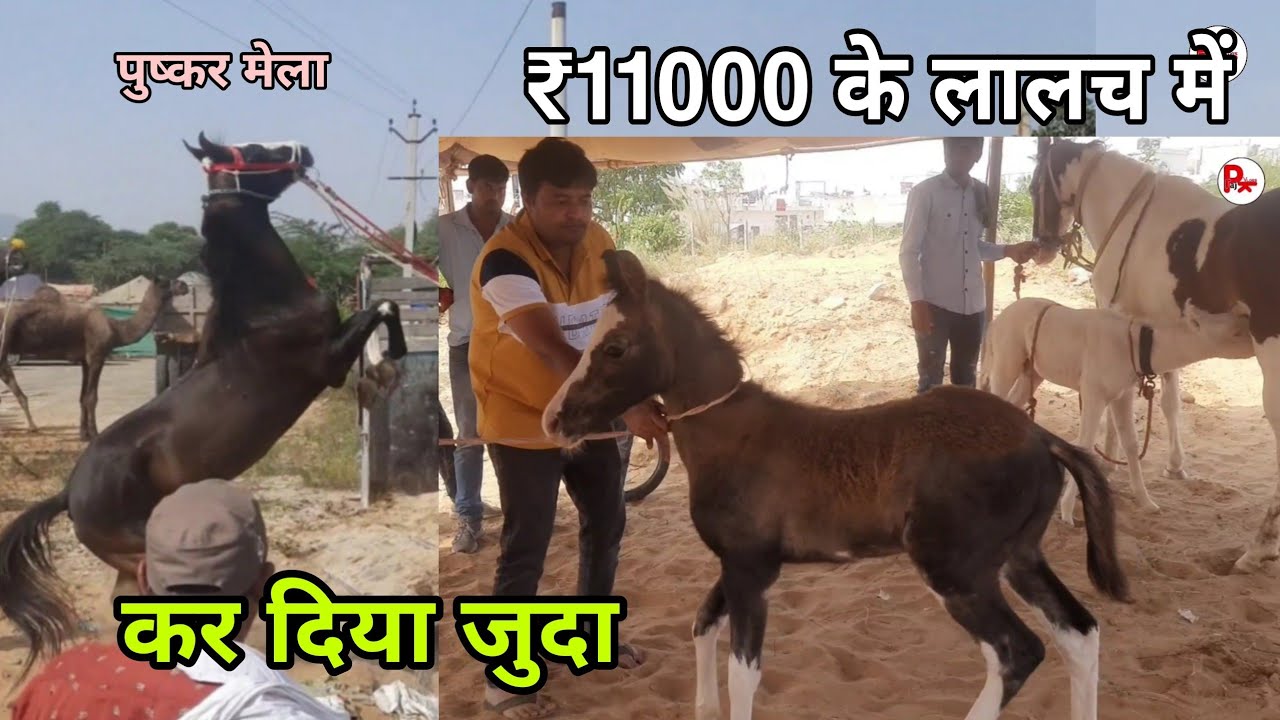 15 दिन का घोड़ी का बच्चा बिक गया बाजार में | pushkar mela 2021 | pkraj vlogs