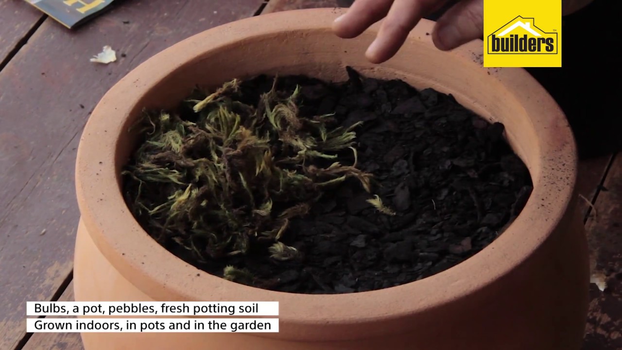 How To Grow Summer Bulbs In Pots