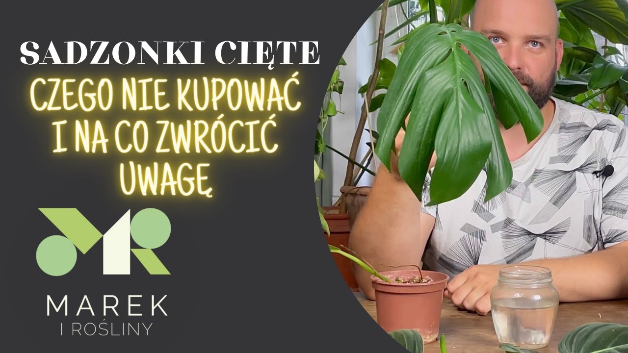 Sadzonki cięte - na co zwrócić uwagę i czego nie kupować