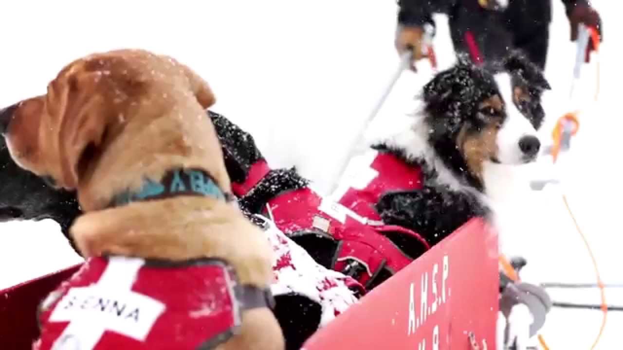 Patrol Dogs | Aspen Highlands, Aspen Colorado