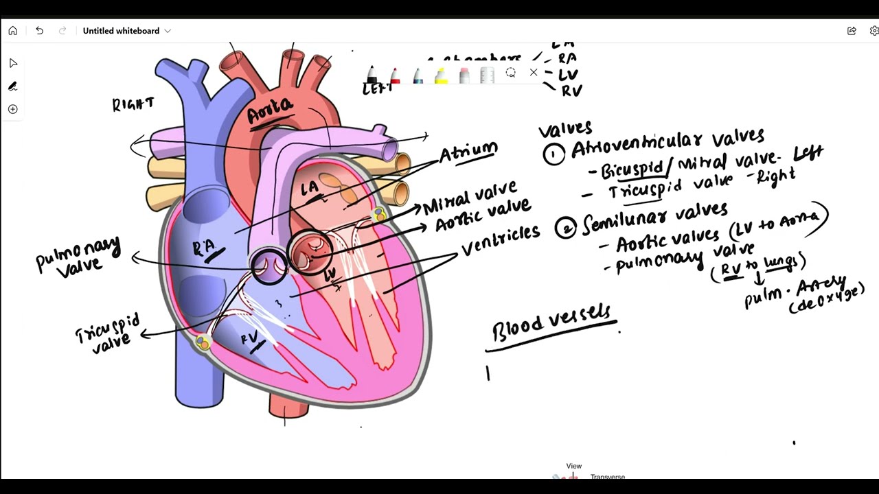 Heart Structure Made Easy | Anatomy in Telugu