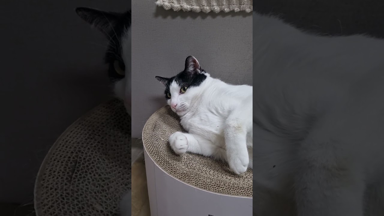 뒹굴뒹굴이 하루 일과인 가을이 일상~^^ #고양이 #cat #고양이일상 