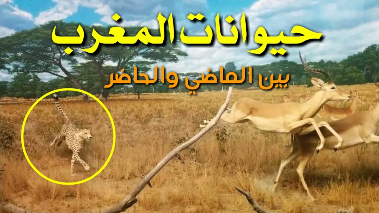 الحياة البرية في المغرب آخر حيوانات جبال الأطلس