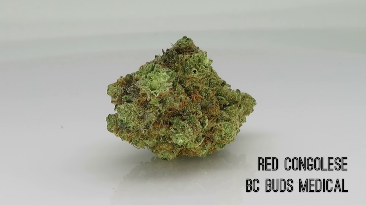 BCBM Red Congolese