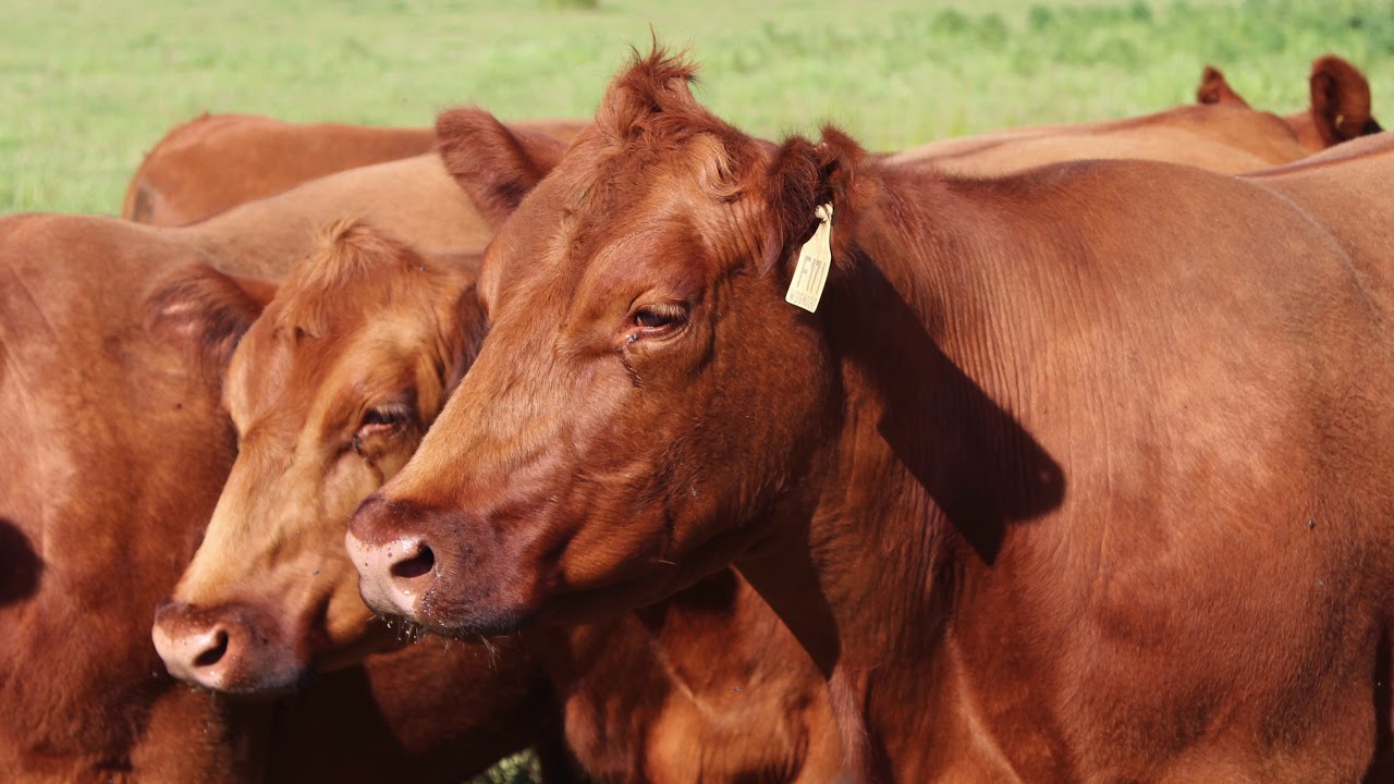 Red Angus Australia 2018