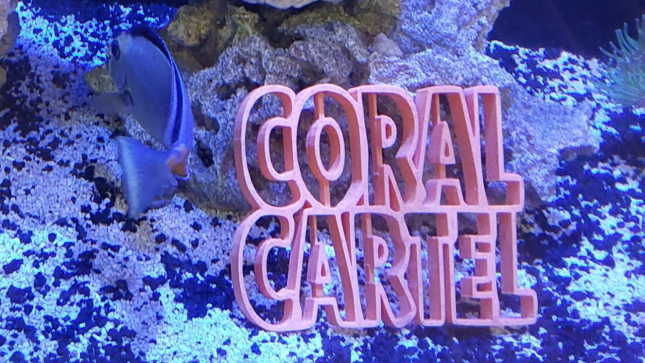 A quick tour of the new Coral Cartel Reef Supply store in Anderson, SC #andersonsc 