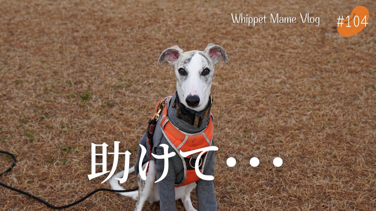 自分が最速だと思ってたウィペットがドッグランで完敗　＃104