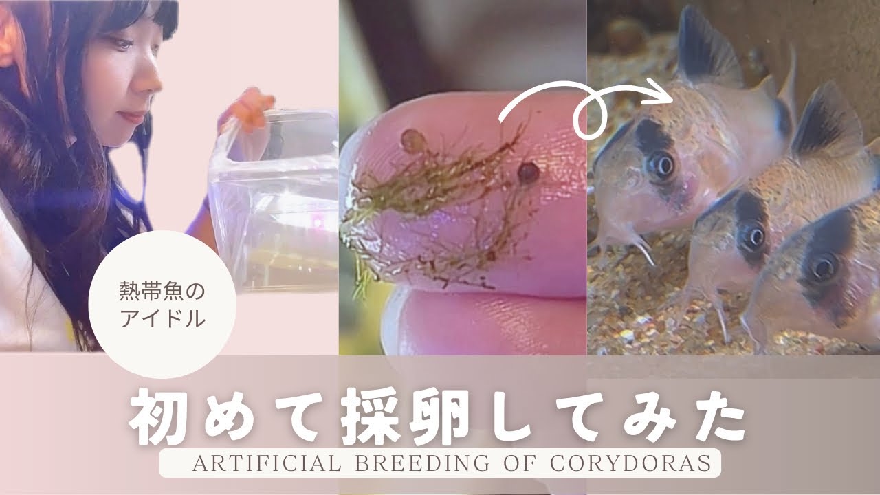 コリドラスパンダの育成日記📔｜熱帯魚｜人工飼育｜アクアリウム
