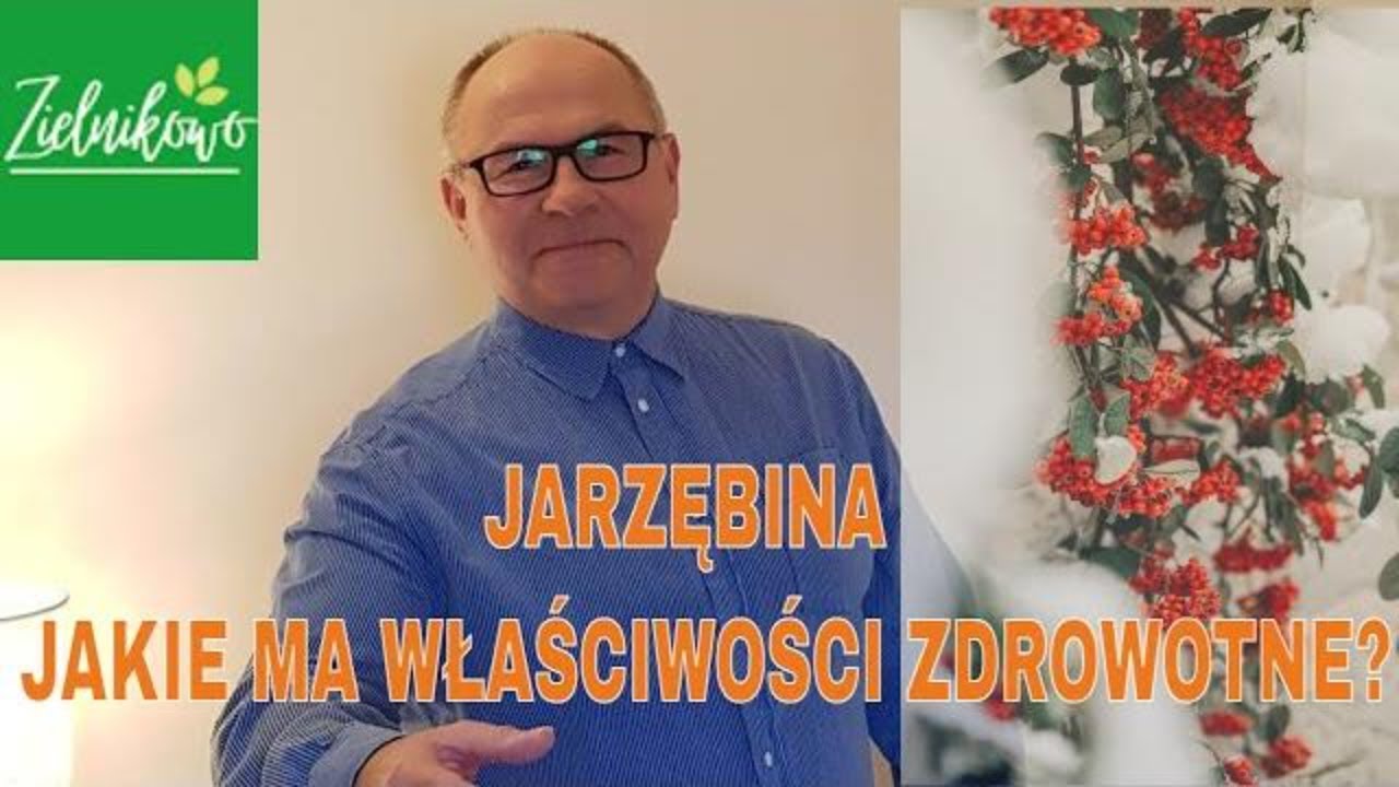 JARZĘBINA - owoc doskonały! Jakie ma zastosowanie i właściwości zdrowotne?