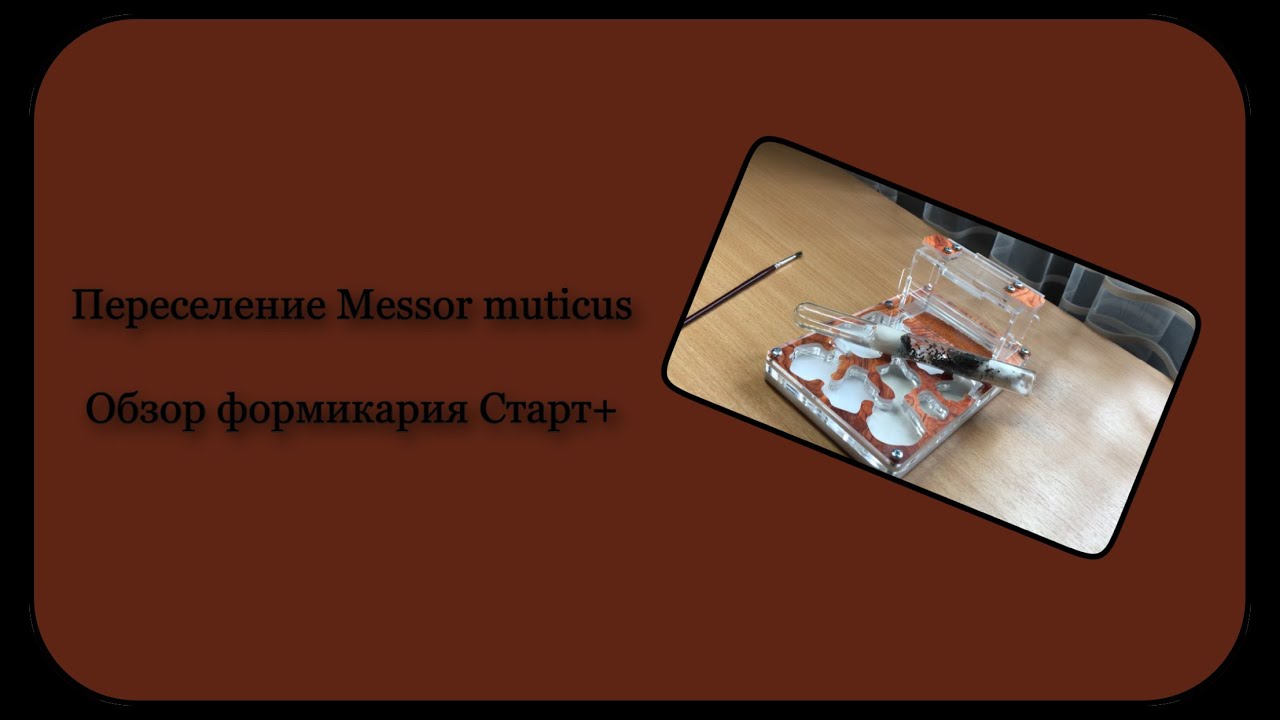 Переселение Messor muticus / Обзор Старт+ // 7