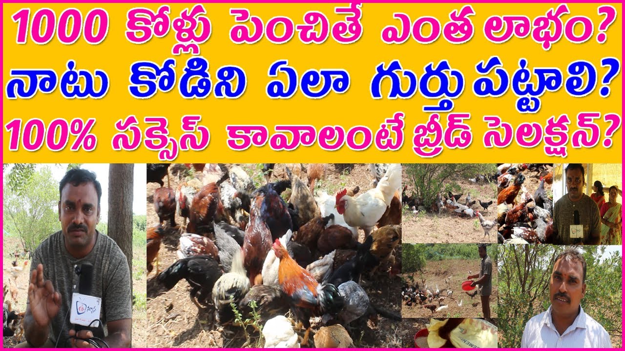 Natu Kodi Farming |1000 నాటు కోళ్ళను పెంచితే ఎంత లాభం?ఫార్మ్ మొదలు పెట్టె ముందుకచ్చితంగా ఇవి చేయండి