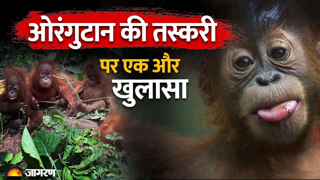 Orangutan Smuggling News: Bengal Hotel में रची ओरंगुटान तस्करी की साजिश | STF Investigation Update