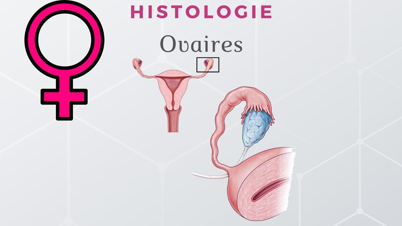 Scandium - Histologie des ovaires