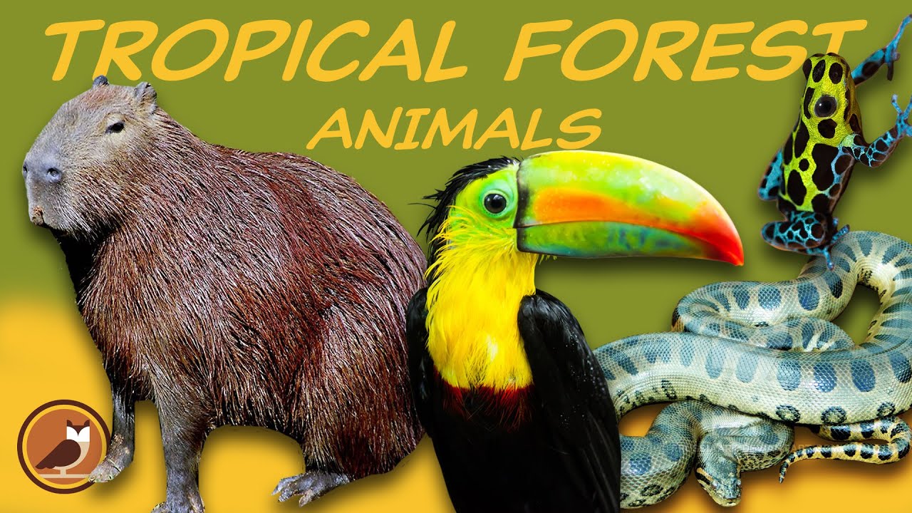 Animals of the Tropical Forest Biome 🐍 Jaguar, Anaconda, Capybara, Toucan