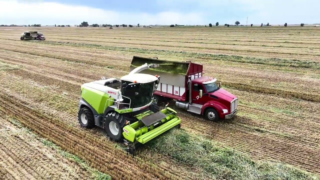 Lockwood Seed and Grain 2025