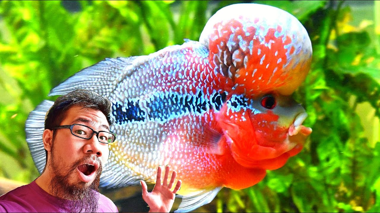 How To Keep Flowerhorn In Community Tank