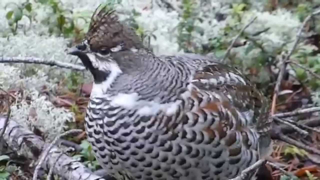 Järpe / Hazel Grouse