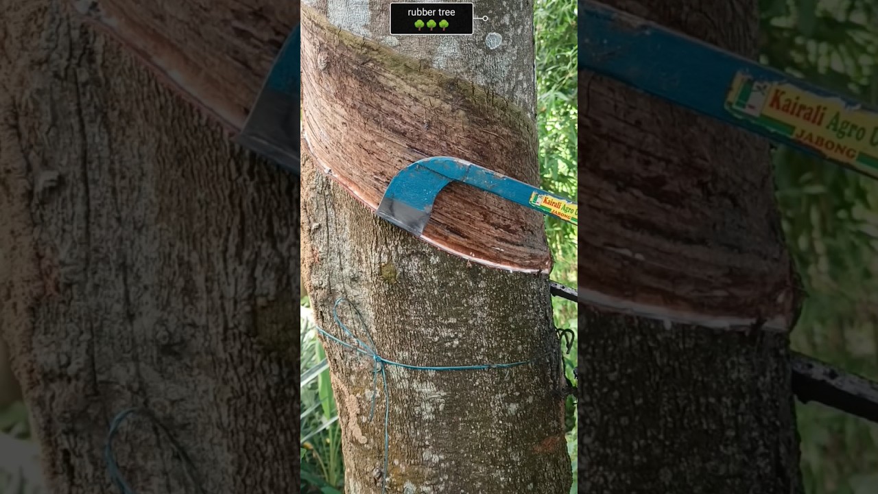 video 11 : rubber tree cutting process & skill 🔪🌳🌳🙃 #shorts #youtubeshorts #trending #rubber