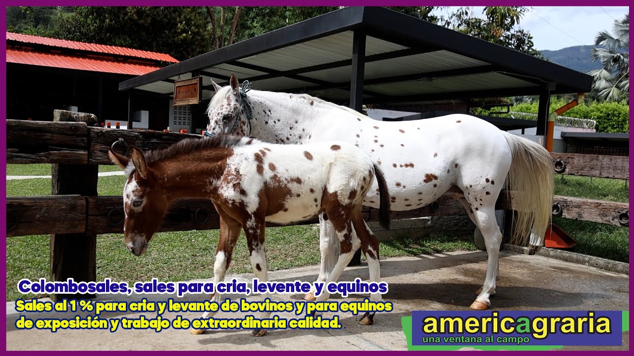 Colombosales, sales para cria, levente y equinos. Bloque 2