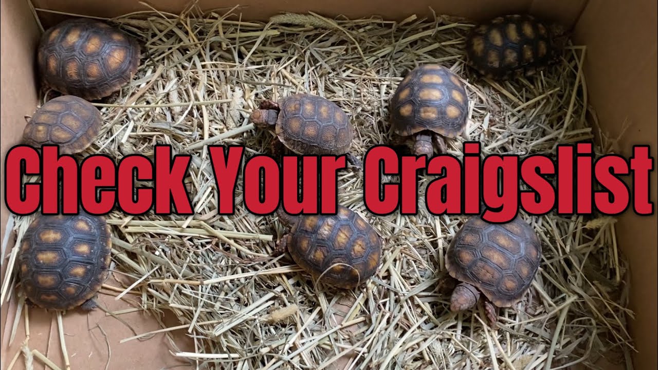 Redfoot Tortoise Unboxing From Craigslist | All Tortoises Review