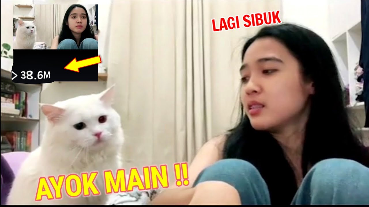 Ekspresi Lucu Kucing Ini Ketika Ngajak Main Majikan , Bikin Jutaan Netizen Gemes Pengen Nyubit !