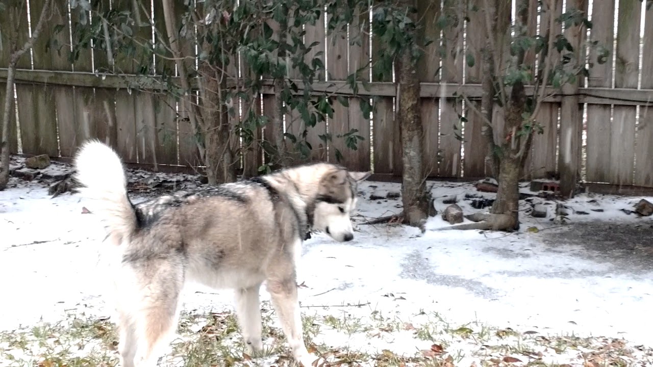 Loki the Alaskan Malamute's first snow.