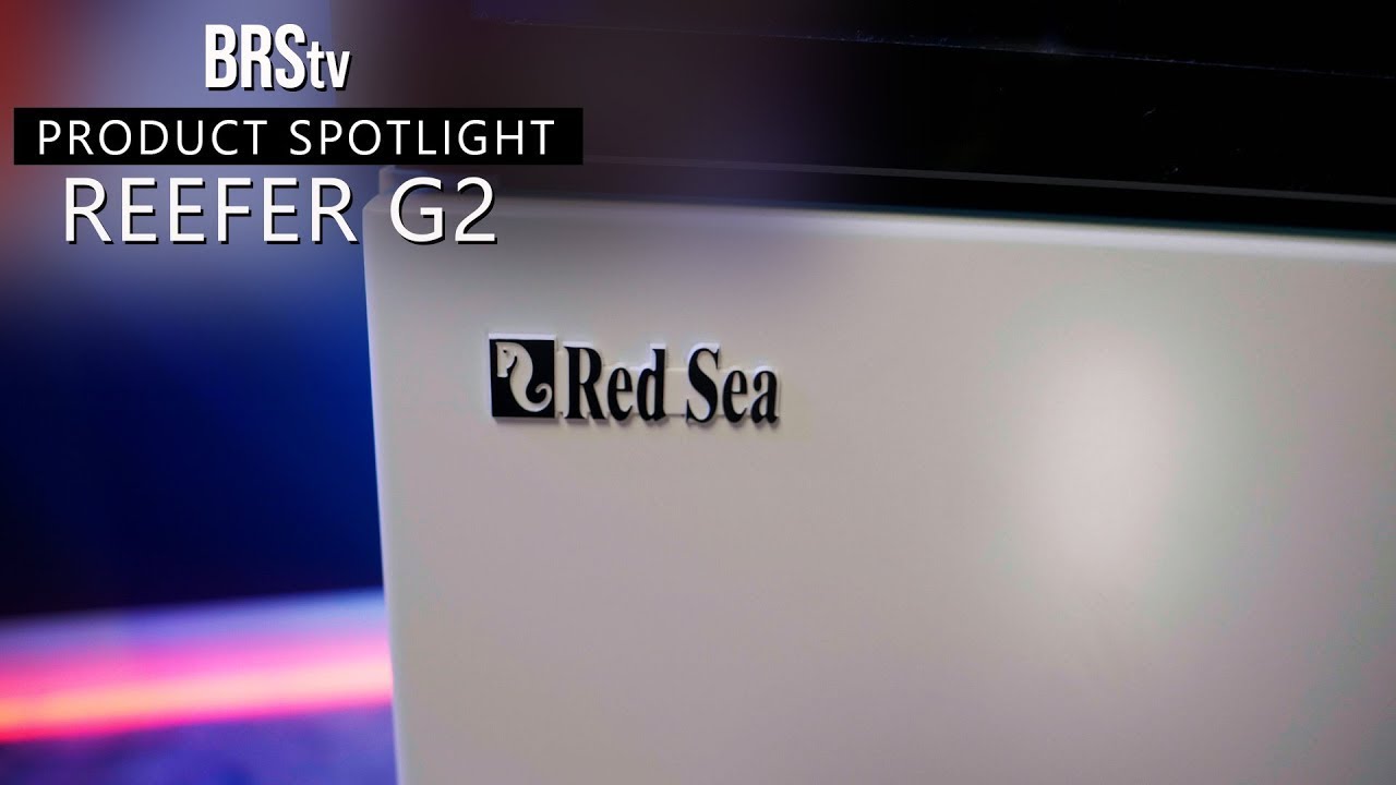 The PERFECT Reef Tank Blank Canvas! Red Sea Reefer G2 Aquariums