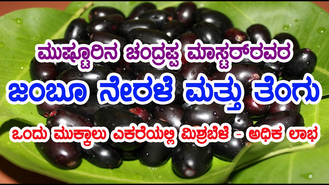 ಜಂಬು ನೇರಳೆ & ತೆಂಗು ಮಿಶ್ರ ಬೆಳೆ  ಮುಸ್ಟುರಿನ ಚಂದ್ರಪ್ಪ ಮಾಸ್ಟರ್ Mixed crop Jambu, Coconut Chandrappa sir