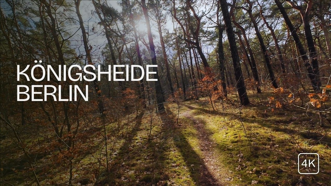 Relaxing late winter walk with forest sounds | K&ouml;nigsheide Berlin Germany 4K