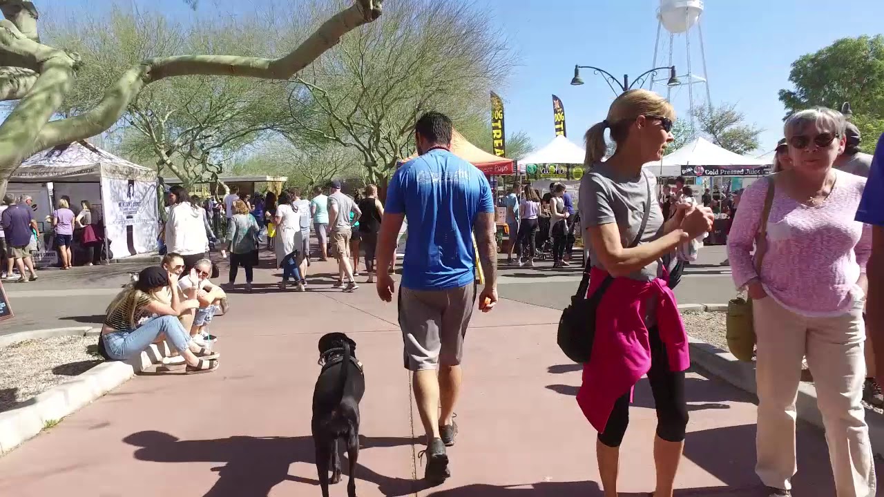 Olive 1 yo Lab Best Arizona Dog Trainers