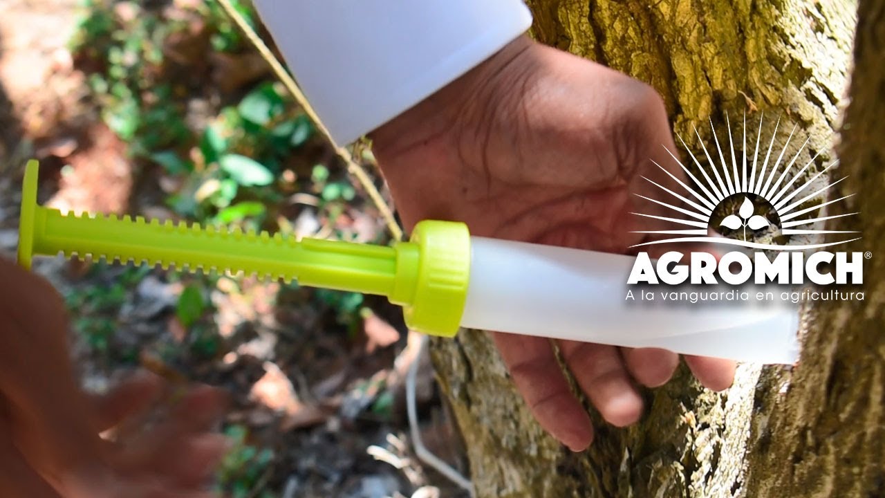 | Video 4 | Inyecciones para tratamiento de #PhytophthoraCinnamomi
