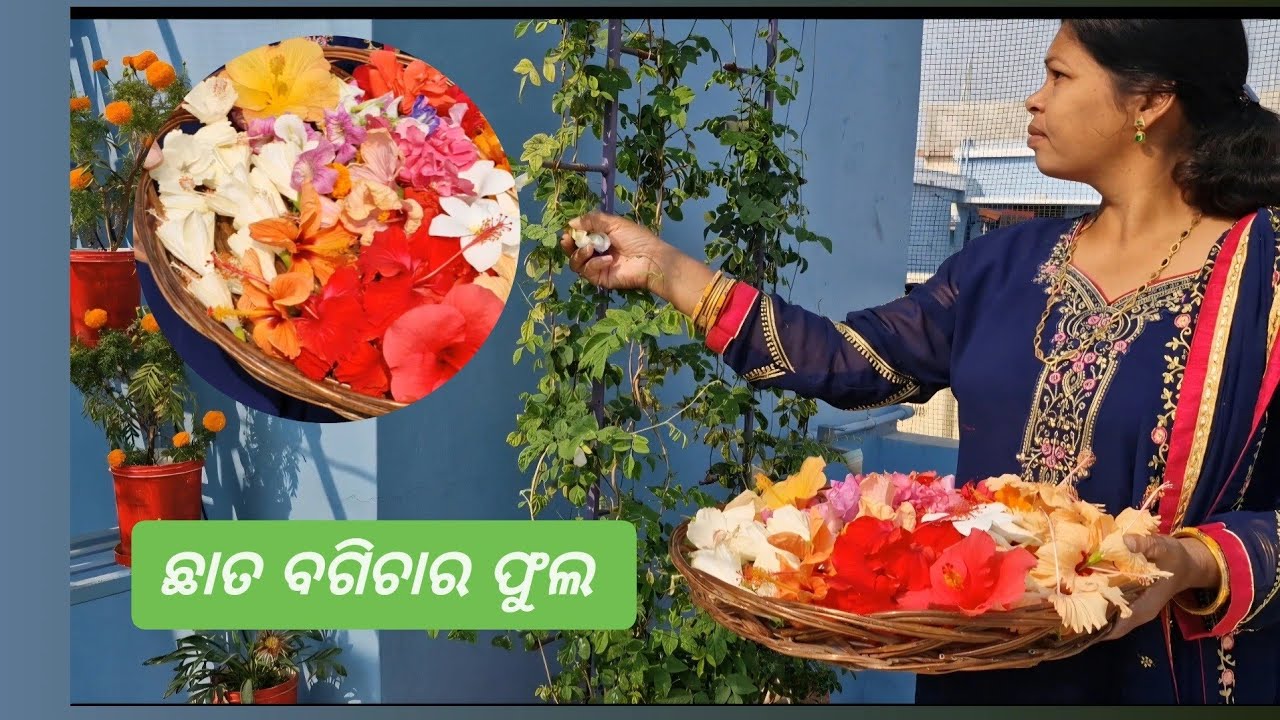 22 Feb ଛାତ ବଗିଚାର ବିଭିନ୍ନ ପ୍ରକାରର ଫୁଲ |Chhat ke upar flower garden | flower from organic Gardening 