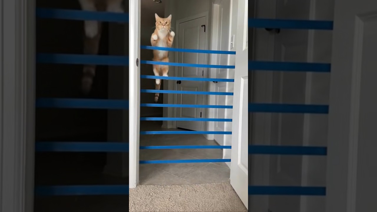 Jump Kitty Jump. How High Can Cats Jump? Amazing Cats