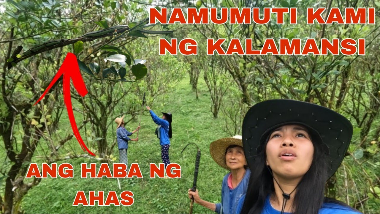 Namumuti kaming kalamansi ni lola, may malaking ahas🐍😮