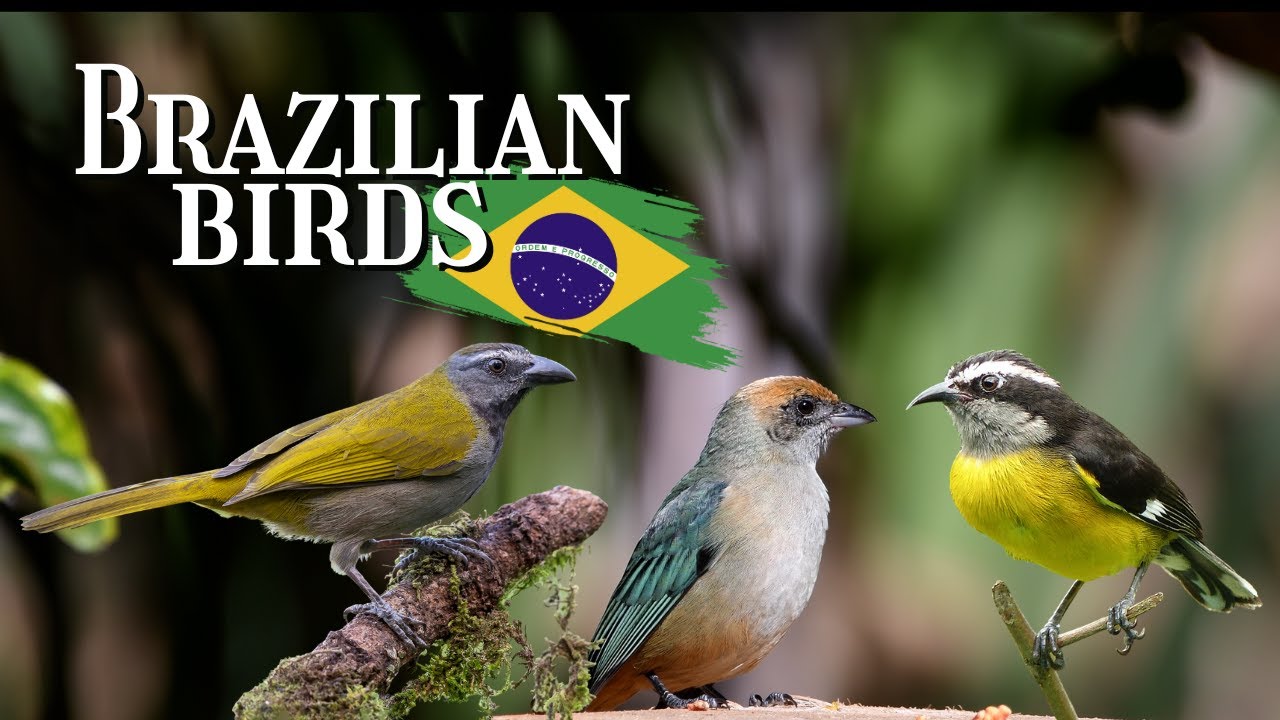 TROPICAL BIRDS FROM BRAZIL WITH NAME AND SOUNDS