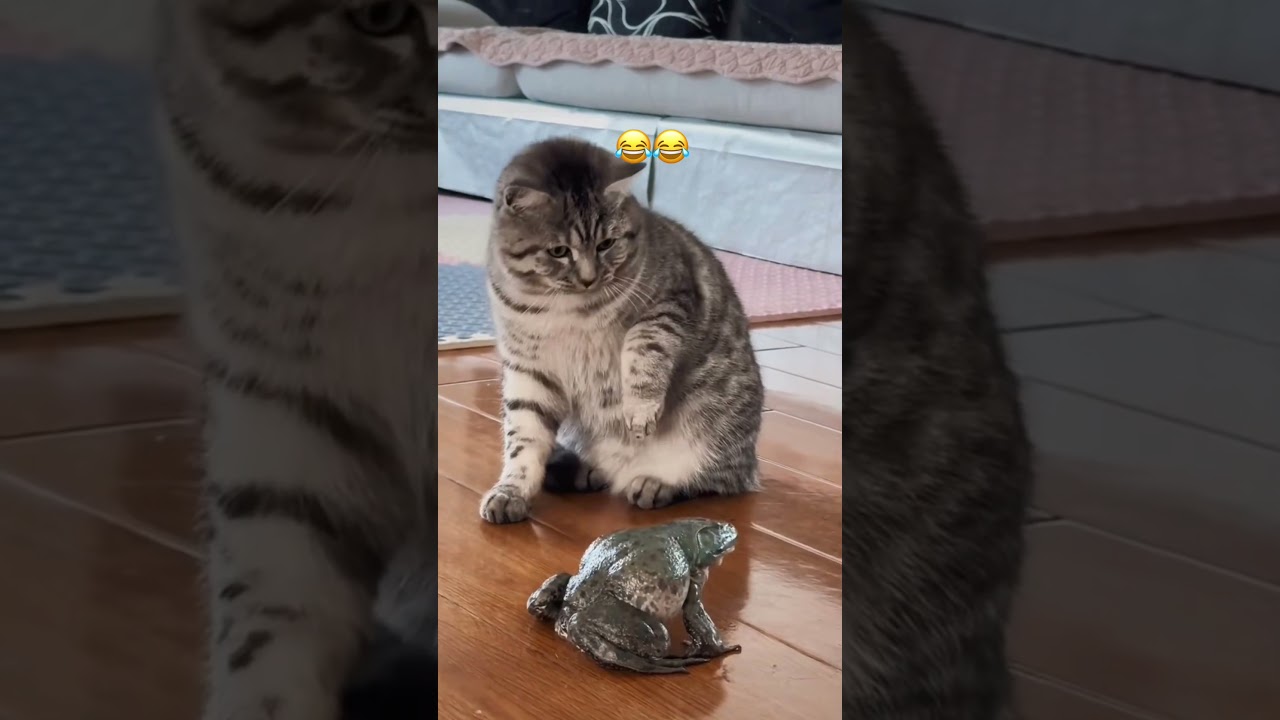 The frog sounds like a baby 😂 #animallover #kitten #frog #shorts #viral #fyp