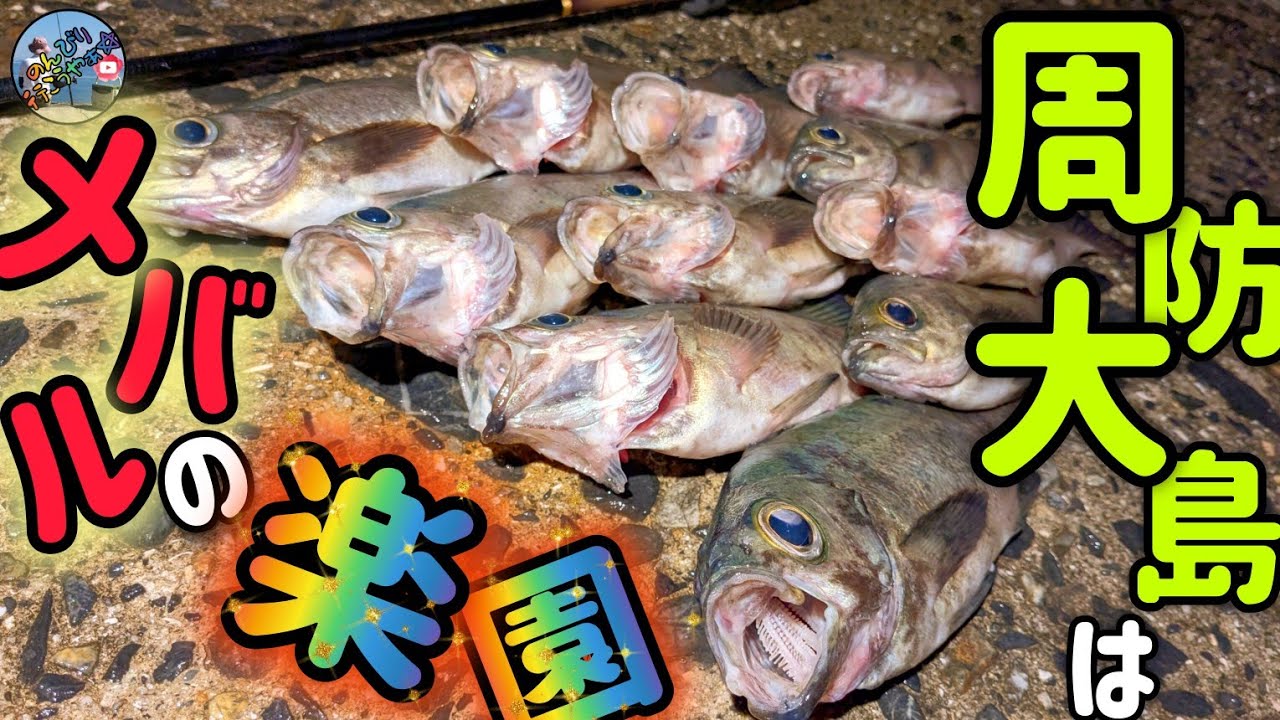 〚周防大島〛4月26日釣行🎣やっぱりこのポイントは良型メバルが簡単に釣れます✨こんなに簡単に釣れていいのだろうか...😅