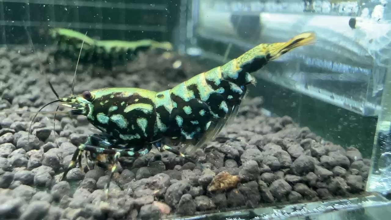 Dutch shrimp competition entries