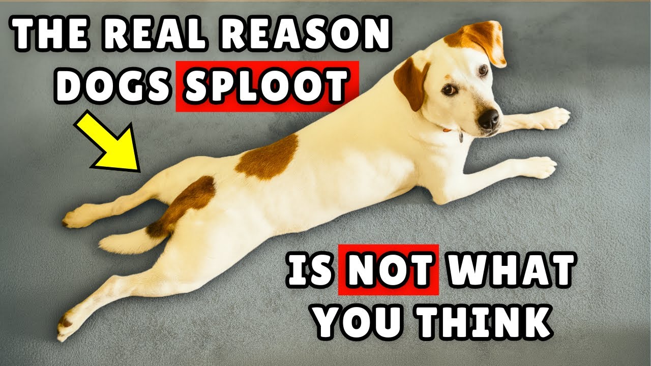 Dogs Only Do This When They Feel Loved